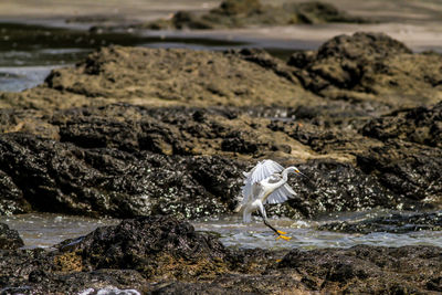 High angle view of seagull landing on rock