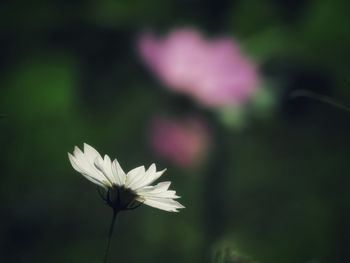 Close-up of white cosmos blooming outdoors
