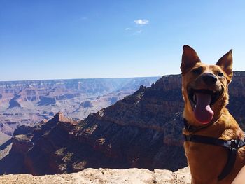 Close-up of dog with sticking out tongue