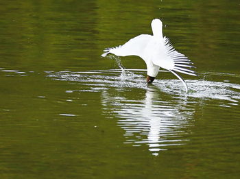 White swan flying over lake