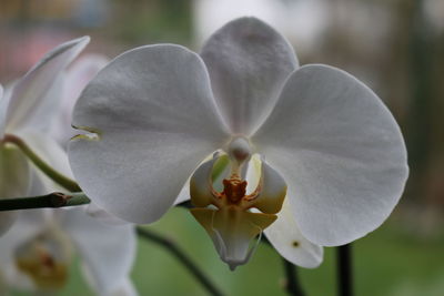 Close-up of white orchid