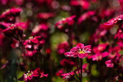 Close-up of pink flowering plant