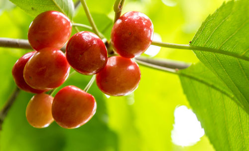 Close-up of fruits on tree