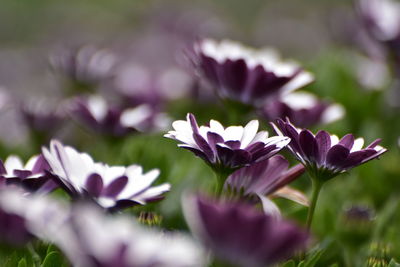 Close-up of purple flowering plant