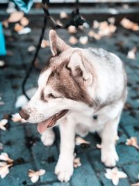 Close-up of a dog looking away