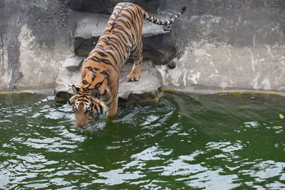 Zebra in water at zoo