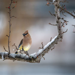 Bird perching on branch