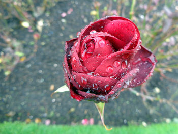 Close-up of wet red rose