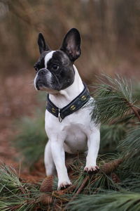 Close-up of dog looking away while standing in forest