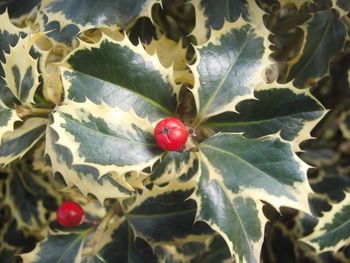 High angle view of ladybug on plant