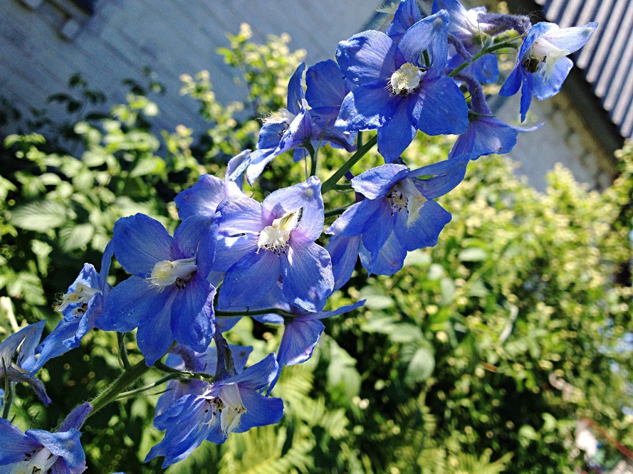 flower, purple, freshness, blue, growth, fragility, petal, plant, beauty in nature, leaf, close-up, nature, focus on foreground, flower head, blooming, day, in bloom, outdoors, no people, botany