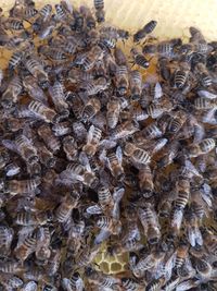 Close-up of bee on water