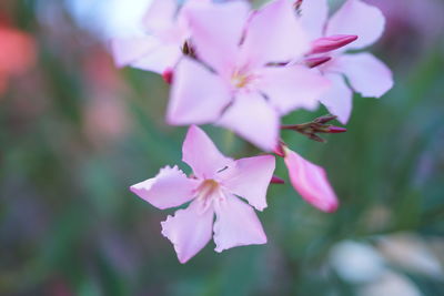 Close-up of pink flowering plant