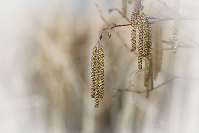 Close-up of pussy willow hanging against blurred background