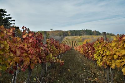 Autumn vineyard