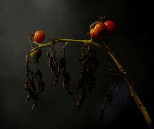 Close-up of fruits on branch