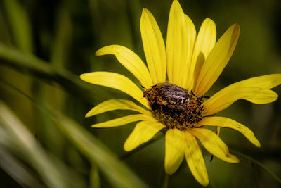 Close-up of butterfly pollinating on flower