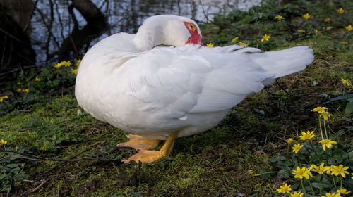 Goose grooming feathers