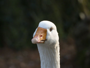 White goose head close-up