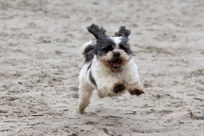 Portrait of dog running on beach