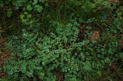 High angle view of plants growing on field