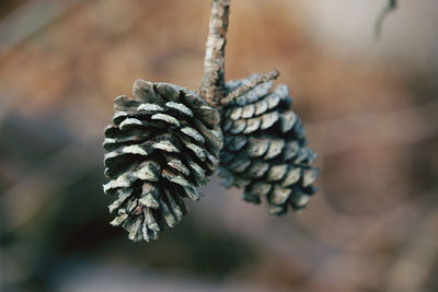 Close-up of pine cone on tree