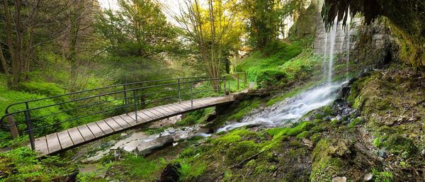 Scenic view of forest