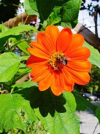 Close-up of insect on orange flower