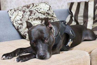 Portrait of dog resting on sofa at home