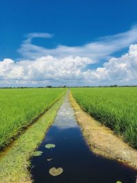 Scenic view of agricultural field against sky