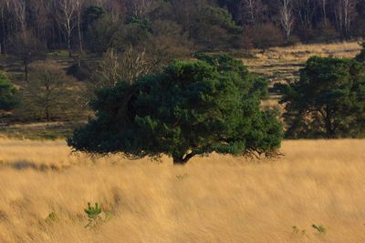 Trees growing on field