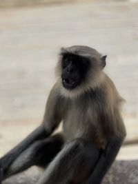 Monkey sitting outdoors