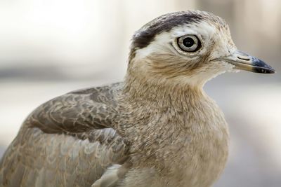 Close-up of bird