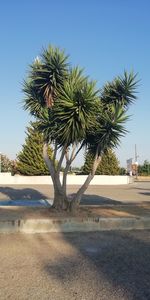Palm trees on field against clear sky