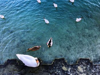 High angle view of ducks swimming on lake