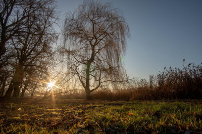 Trees on field against sky