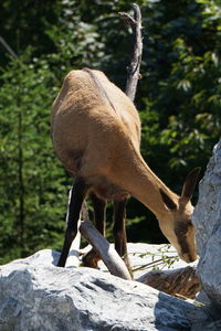 Deer on rock