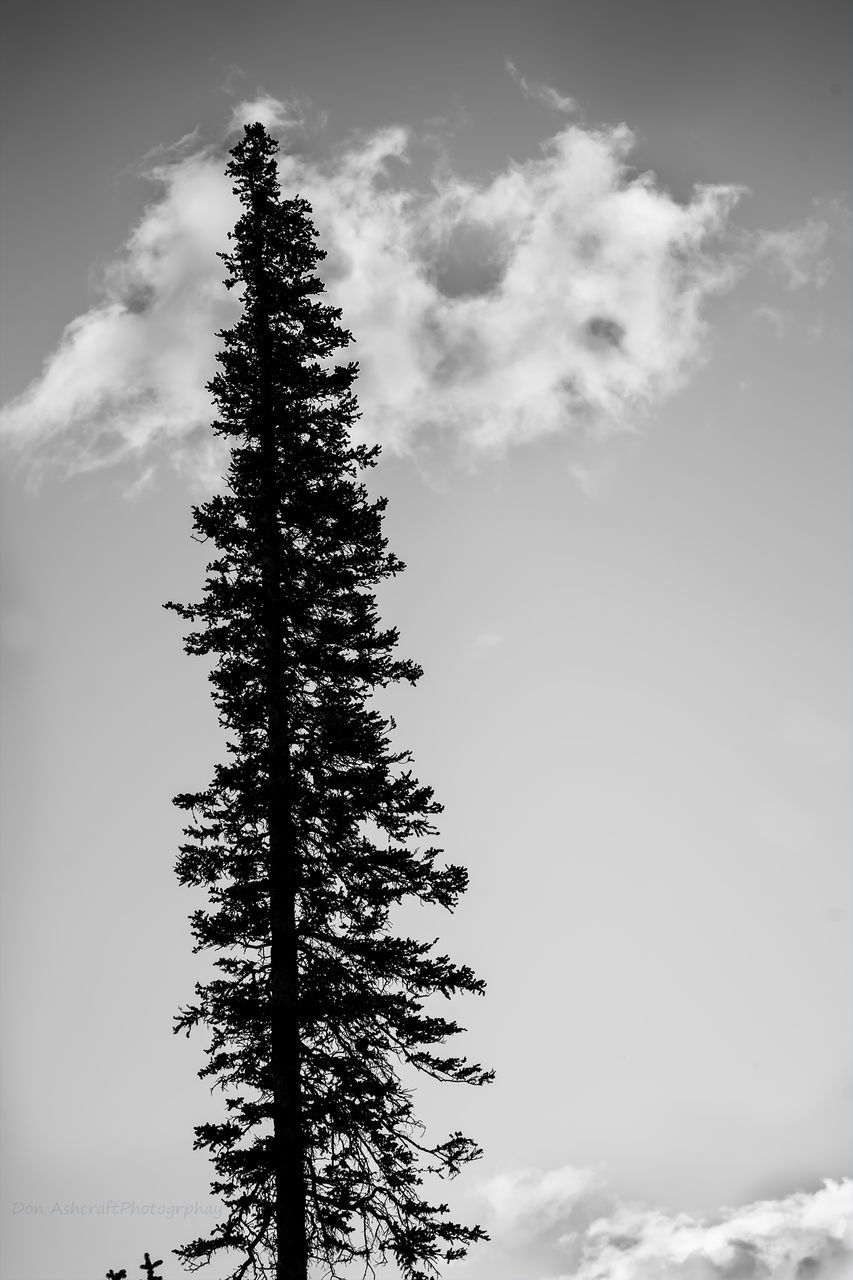 LOW ANGLE VIEW OF PINE TREE AGAINST CLOUDY SKY