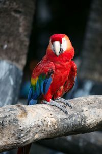 Close-up of parrot perching on branch