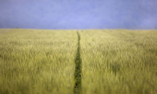 Scenic view of wheat field against sky