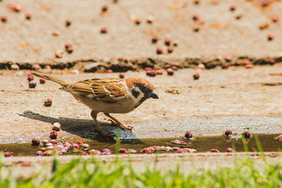 Close-up of birds on the ground
