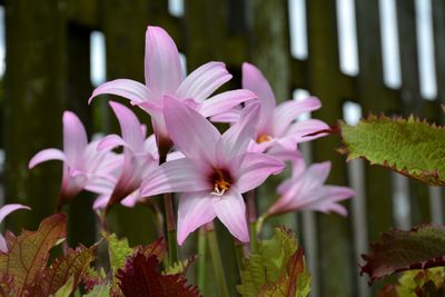 Close-up of purple flowering plants