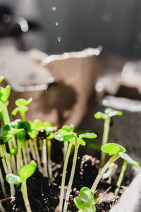 Close-up of potted plant