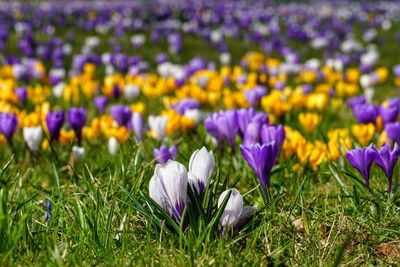 Close-up of purple crocus flowers on field