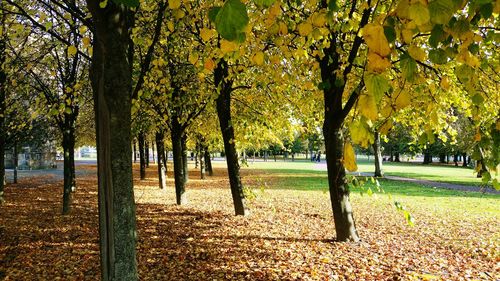 Trees in park against sky