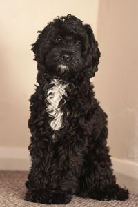 Close-up of black dog sitting on floor