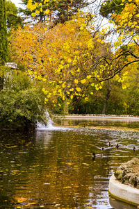 River with trees in background