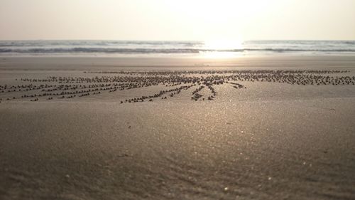 Scenic view of beach at sunset