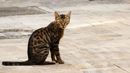 Cat sitting on footpath