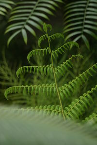 Close-up of fern leaves